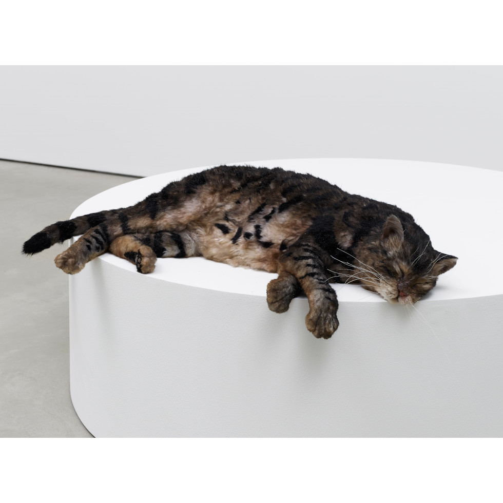 <a href="https://ueshima-collection.com/artist-list/113" style="color:inherit">RYAN GANDER</a>:Sowing confusion amongst the titles, or The squatters (Tiger meet Hiller’s Lucidity & Intuition: Homage to Gertrude Stein (2011))